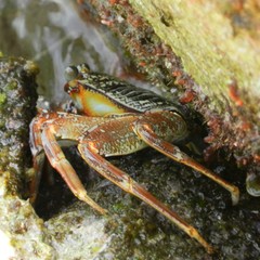 Grapsus