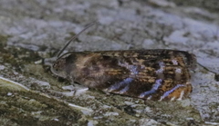Grapholita prunivora