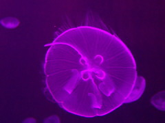 Aurelia aurita