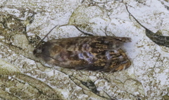 Grapholita prunivora