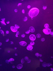 Aurelia aurita
