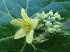 Bryonia verrucosa