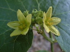 Bryonia verrucosa