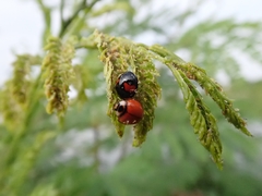Coelophora biplagiata
