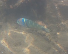 Thalassoma hebraicum