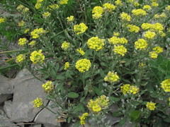 Alyssum trichostachyum