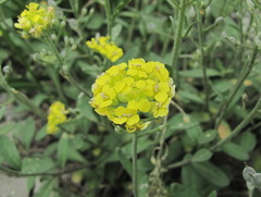 Alyssum trichostachyum