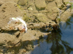 Bufo bufo