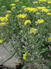 Alyssum trichostachyum