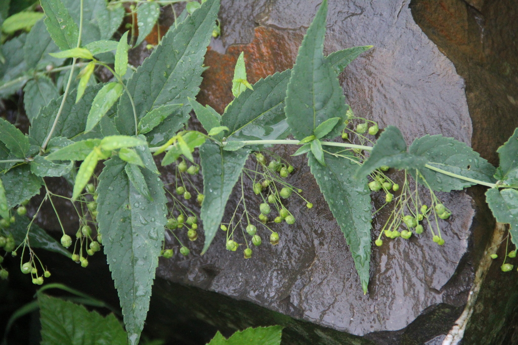 Scrophularia lateriflora