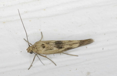Scythris limbella