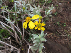 Lipochaeta integrifolia