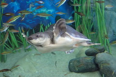 Carettochelys insculpta