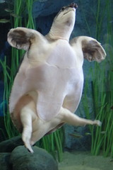 Carettochelys insculpta