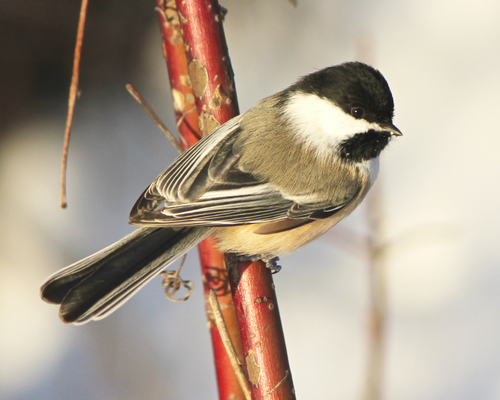 Black-capped Chickadee, photo 8 of 10