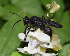 Sphex nigrohirtus