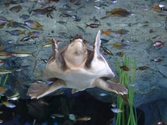 Carettochelys insculpta