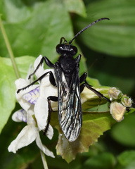 Sphex nigrohirtus