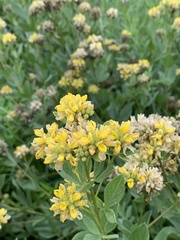 Pearsonia cajanifolia