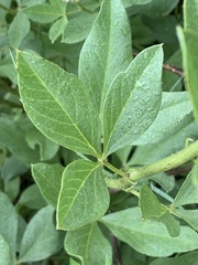 Pearsonia cajanifolia