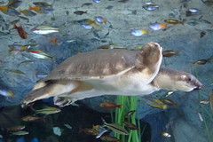 Carettochelys insculpta