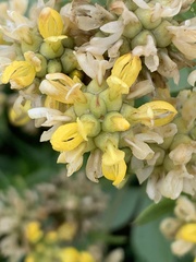 Pearsonia cajanifolia