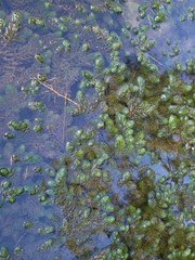 Carettochelys insculpta