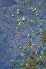 Carettochelys insculpta