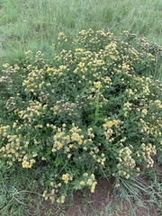 Pearsonia cajanifolia