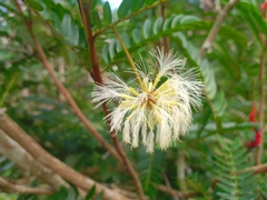Cojoba graciliflora