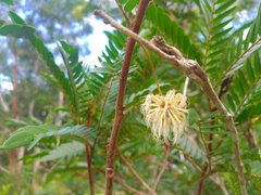 Cojoba graciliflora