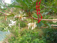 Cojoba graciliflora