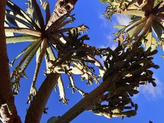 Consolea moniliformis