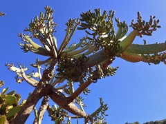 Consolea moniliformis