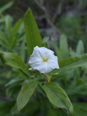 Convolvulus floridus