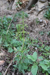 Scrophularia orientalis