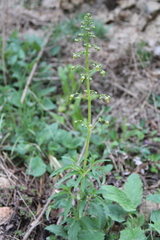Scrophularia orientalis