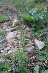 Scrophularia orientalis