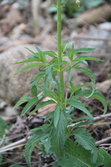 Scrophularia orientalis