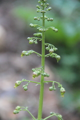 Scrophularia orientalis