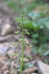 Scrophularia orientalis