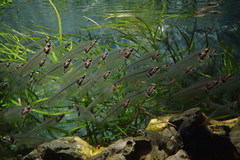 Kryptopterus bicirrhis