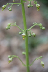 Scrophularia orientalis