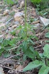 Scrophularia orientalis