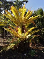 Cycas circinalis