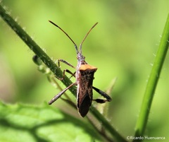 Leptoglossus chilensis