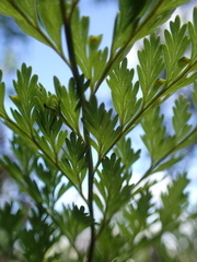 Davallia canariensis