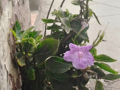 Ruellia simplex