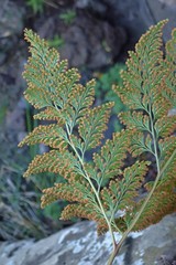 Davallia canariensis