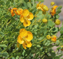 Senna arnottiana